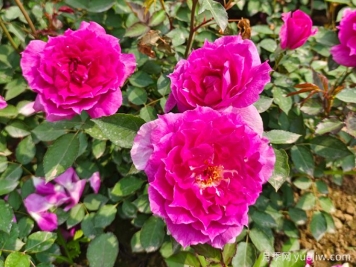 月季推荐，天方夜谭月季