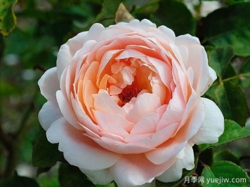  月季推荐，安布里奇月季