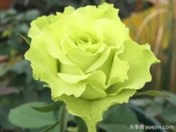 月季推荐，超级绿色月季