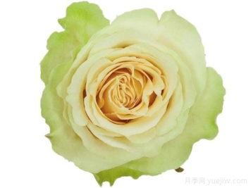 月季推荐，绿美人月季