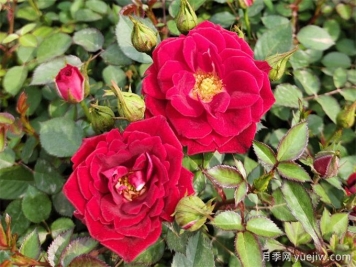 月季推荐，小女孩月季