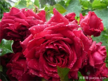  月季推荐，玫瑰国度的天使月季