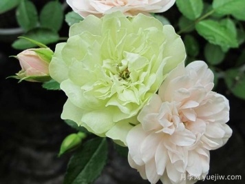  月季推荐，绿冰月季