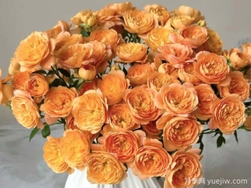 月季百科：果汁泡泡月季