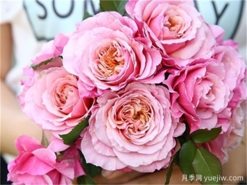 月季推荐，雅致月季