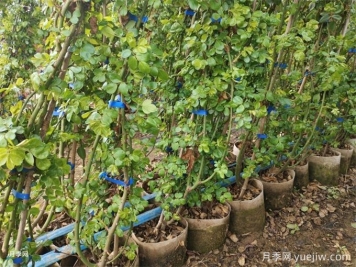 降温了，秋冬季月季笋芽该剪吗？