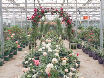 通辽市花文化和月季景观