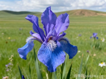 鄂尔多斯市花文化和月季景观