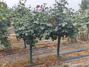 秋季树状月季种植管理和养护介绍