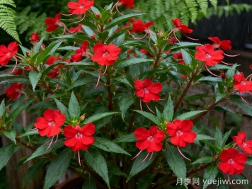 凤仙花常见病害的防治