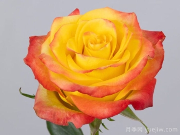 失地之火月季/焰火玫瑰