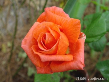 佐丽娜月季/佐琳娜