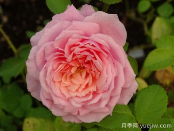 娜芙蒂蒂王后月季