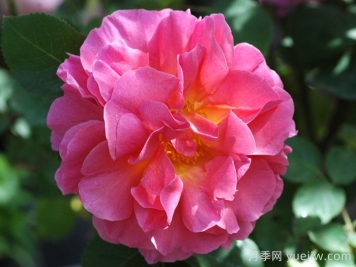 丽莲奥斯汀月季/利利安奥斯汀