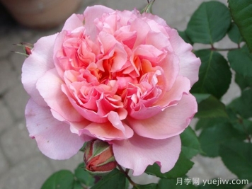 索尼亚里基尔月季