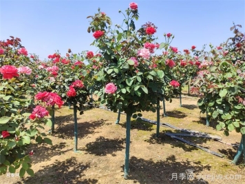 3公分树状月季/3公分月季树