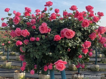 4公分树状月季/4公分月季树