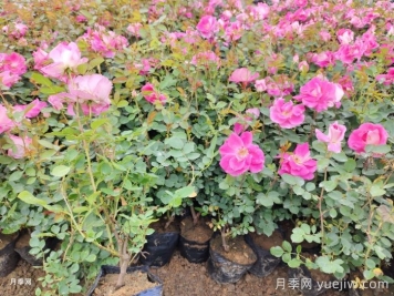 南阳月季花苗批发基地知多少