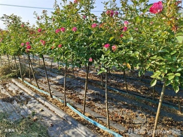 秋季什么时间给月季施肥最好？