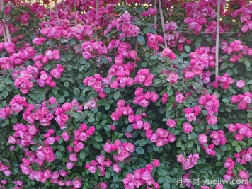 藤本月季花期是什么时候？