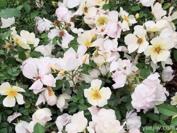 黄蝴蝶月季(美国)