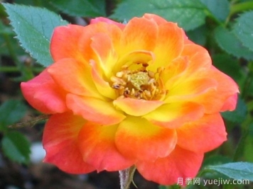 金太阳月季/太阳黄金