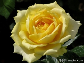 玛尔丽斯城堡月季/夏日黄金/夏日之星