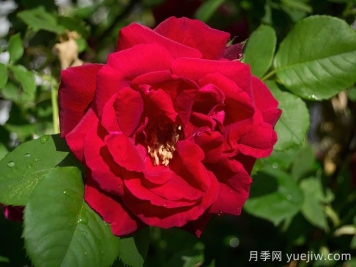 卡斯博特格兰特月季/卡格兰特