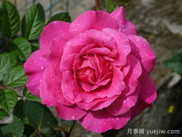 粉和平月季/娇娥月季