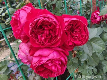 红色龙沙宝石月季介绍和优缺点