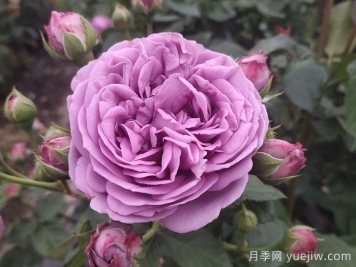 紫雾泡泡月季/迷雾泡泡