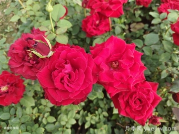 玫瑰鲜切花病虫害防治技术