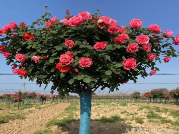 常规的树状月季多少钱一棵？几十是便宜的，几千也不算贵
