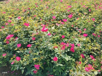 9月园林花木养护工作要点