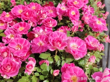 月季花的开花持续时间有多长？