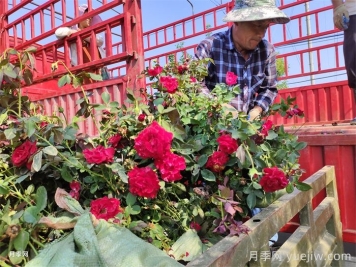 天蚕危害月季时的防治方法