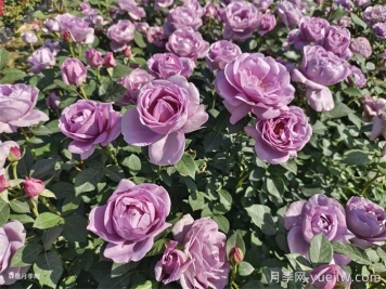 月季花色和月季品种有什么关系？