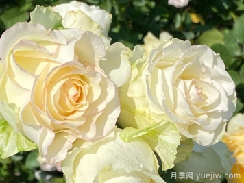 白色艾莎月季/白艾莎