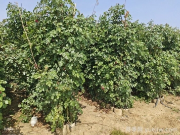 马上就是秋花，月季还没叶子怎么办？