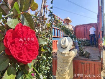 2千棵弗洛伦蒂娜打造400米花篱