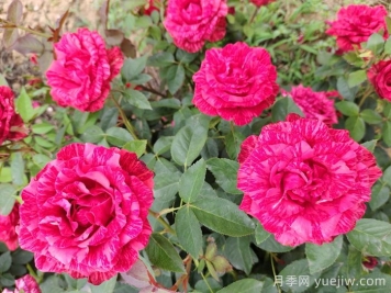 月季花怎么养才会爆花？