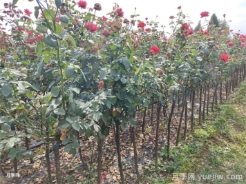 南阳月季在秋天该怎么养护？