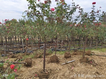 在冬天的时候种植的树状月季怕不怕冷？