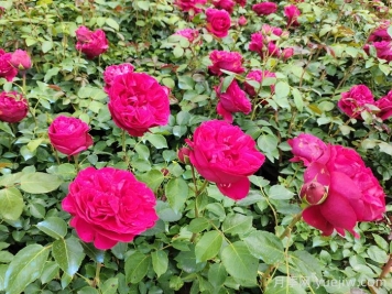 红龙月季一年能开几次花，花期有多长？