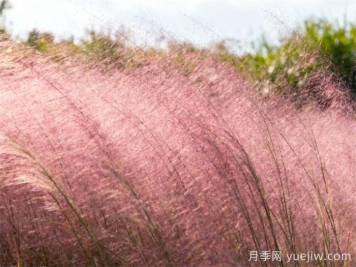 粉黛乱子草，秋日浪漫的粉红佳人