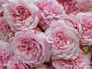 甜蜜古董月季/甜蜜安提克