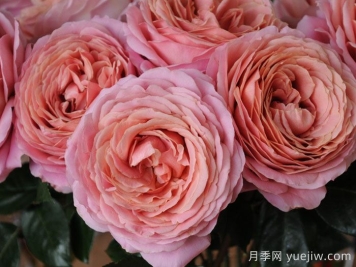 浪漫古董月季/浪漫安提克