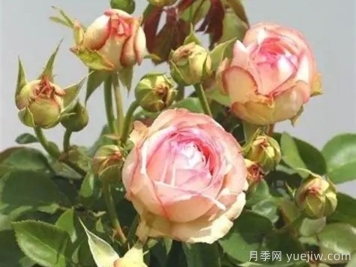 妩媚古董月季/妩媚安提克