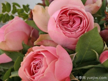 衬裙神行者月季