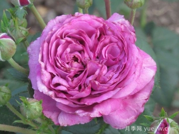 蓝天神行者月季